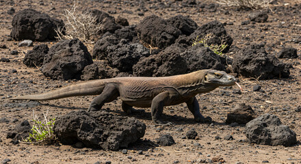 Fototapeta premium Komodo dragon strolling across arid landscape under sunlight exploration