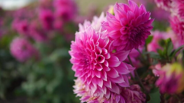 Big pink blooming peonies outdoor close-up truck shot