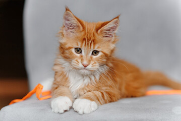 ginger Maine-Coon kitten lying on grey chair at home, red small thoroughbred cat. pet care concept