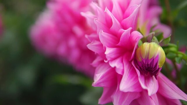 Beautiful dahlia flower with pink petals extreme close-up outdoor in a garden