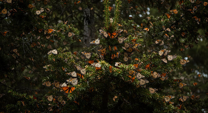 Majestic monarch butterfly migration clustering on oyamel fir branches creating an insect canopy