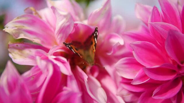Admiral butterfly on a pink blossom dahlia flower outdoor close-up  
