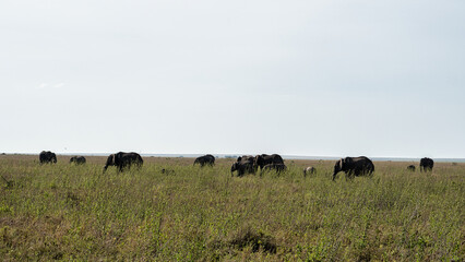 Elephants Grazing in a Beautiful and Serene Natural Landscape, Enjoying Their Majestic Habitat Serengeti Tanzania Africa