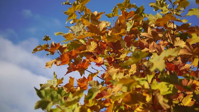 Maple tree with yellow leafage under the blue sky at sunny autumn day bottom view cinematic truck shot