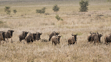 A herd of Wildebeest can be seen roaming freely in the vast Open Grassland areas Serengeti Tanzania...