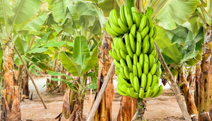 close up of many unripe green bananas hanging on a palm tree branch.