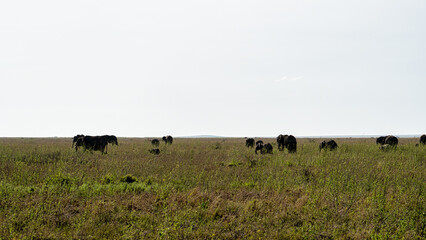 A Serene African Landscape Featuring Grazing Animals in Their Natural Environment Serengeti Tanzania Africa