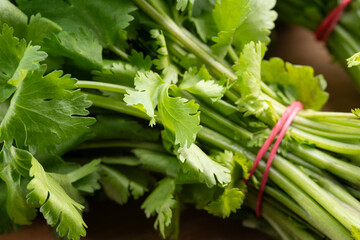 Freshly harvested cilantro bunch tied with red rubber bands on wooden surface ready for cooking