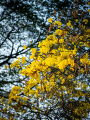 Beautiful blooming flower of Yellow Tabebuia aurea or Caribbean trumpet-tree.