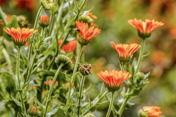 Some pot marigold flowers in full bloom, illuminated by the morning sun, in a garden near the town...