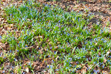 Siberian squill blooming in spring meadow surrounded by dry leaves