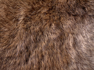 Red Brown Animal Wildlife fur hair textured Concept Background.