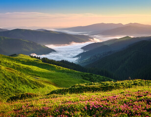 A scenic view of the Carpathian Mountains with rolling green hills, wildflowers, and mist hovering across the valleys.