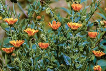 Some pot marigold flowers in full bloom, illuminated by the morning sun, in a garden near the town...