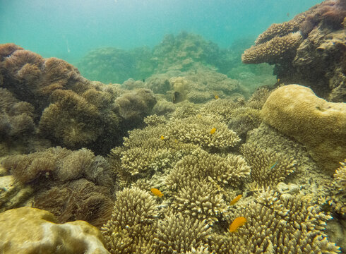 Under warer Vibrant Coral Reef Ecosystem near Lipe island, a small island in Satun, Thailand