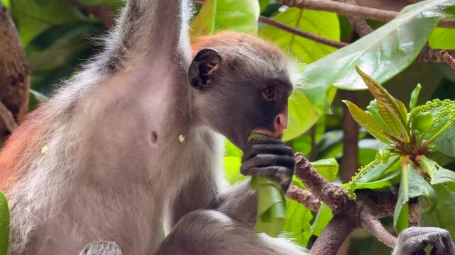 Red Colobus Monkey - close-up of the head and upper body - sits in a tree and eats freshly picked leaves with one hand while holding on to a branch with the other hand  - 4k video footage