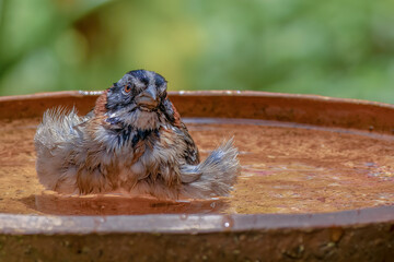 Close-up photography of a rufous-collared sparrow taking a bath in a clay plate, early in the morning, in a garden in the eastern Andean mountains of central Colombia.