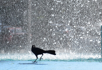 A bird in the park, Panama City