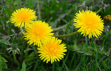 Vibrant yellow dandelions blooming in a green field