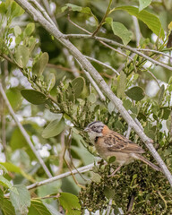 A rufous-collared sparrow feeding on the berries of a mistletoe plant early in the morning, in a forest in the eastern Andean mountains of central Colombia.