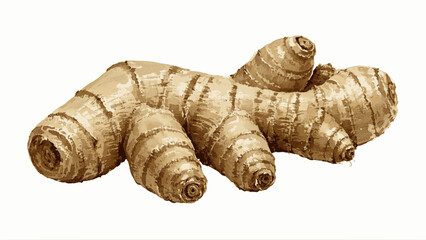 Ginger root  isolated watercolor vector illustration svg	