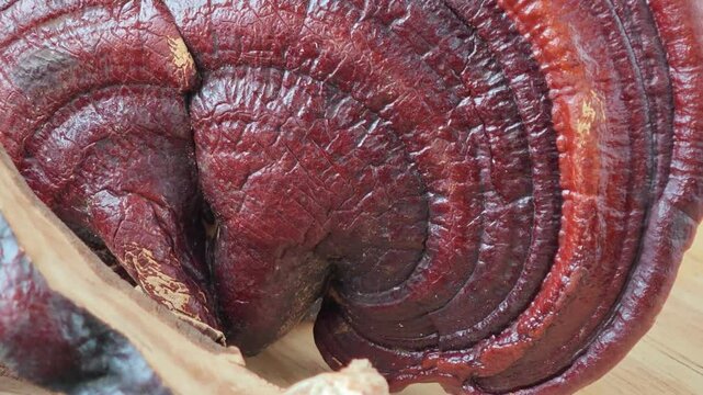 Reishi medicinal mushroom (Ganoderma lucidum)on wooden