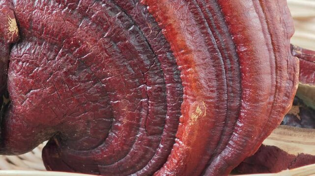 Close-up of a reishi medicinal mushroom