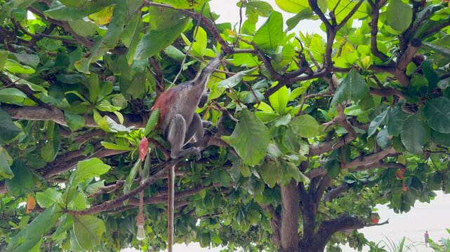a Red Colobus Monkey, sits in a tree and eats freshly picked leaves with one hand while holding on to a branch with the other hand - 4k video footage