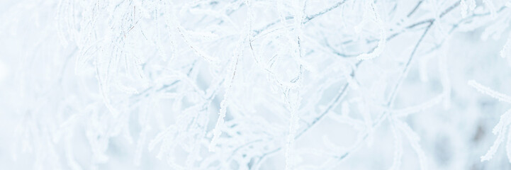 Snow and rime ice on the branches of bushes. Trees covered with hoarfrost. Plants in the park are...