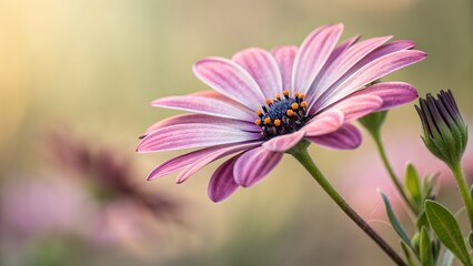 Fototapeta premium Blossom's Embrace: A delicate and vibrant flower in full bloom, its petals radiating with soft hues, stands out against a subtly blurred background.