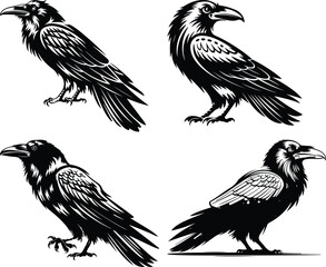 set of silhouettes of birds A collection of crow bird silhouettes, predominantly crows or ravens crow setting on a branch line art silhouette vector Flying Crow Bird Silhouette Design And Vector Illus
