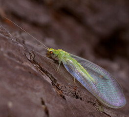 Green lacewing sitting on a pine tree trunk, forest