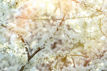 Cherry blossom in spring,  blossomed branches, flowering tree lit by sunlight