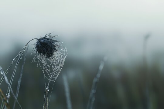 Dew-covered spiderweb clinging to a withered flower against a misty background, showcasing nature's delicate beauty. - Powered by Adobe