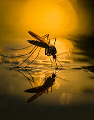 Macro of Aedes Mosquito on Still Water, Capturing Larvae and Disease Transmission Risks – Close-up View of Virus, Malaria, Dengue, Infections, Pesticides, and Parasites in Stagnant Environment