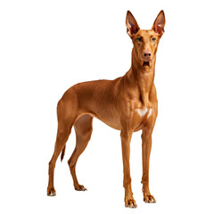 A Pharaoh Hound with a sleek, reddish-brown coat standing on a transparent background.