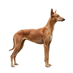 Obraz premium A Pharaoh Hound with a sleek, reddish-brown coat standing on a transparent background.