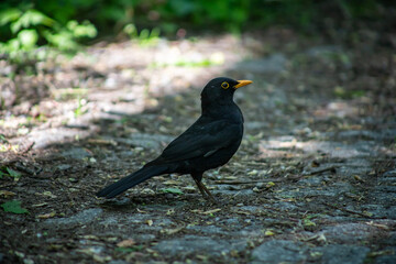 Blackbird Resting on the Ground in a Natural Habitat