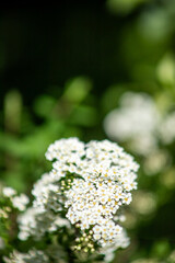 White Flower Blooming as Nature Awakens
