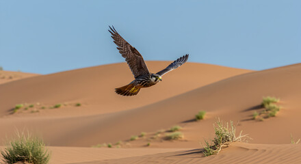 Naklejka premium Majestic lanner falcon soars gracefully above arid desert landscape