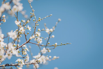 Delicate blossoms awaken on branches under a clear sky as spring ushers in vibrant colors and fresh...