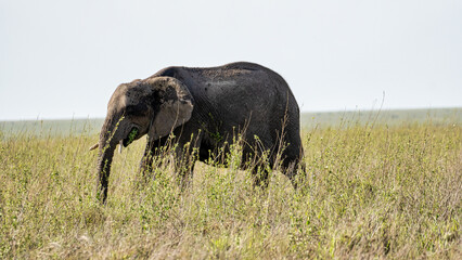 Fototapeta premium Majestic Elephant Grazing on Expansive Open Grassland in the Heart of Natures Beauty Serengeti Tanzania Africa