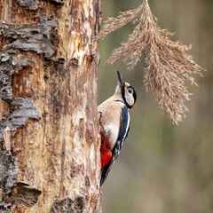woodpecker in a tree
