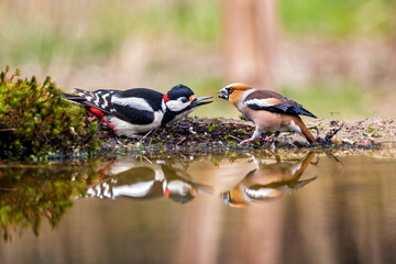 Woodpecker and hawfinch fighting over food , reflection in the water