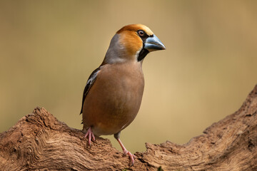 hawfinch portrait