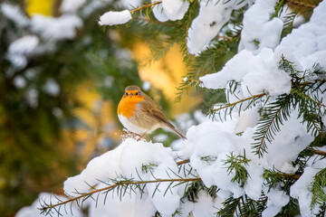 robin in the snow sitting in a tree