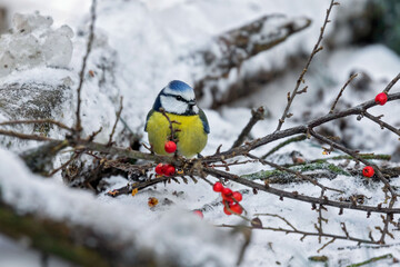 blue tit sitting in a tree in the winter 