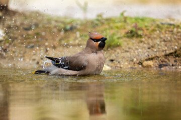 waxwing bathing in the water 