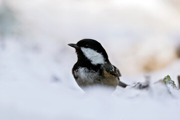 great tit in the snow