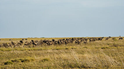 A magnificent herd of wildebeests roaming freely across a serene savanna landscape Serengeti...